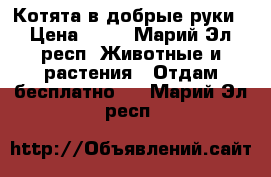 Котята в добрые руки › Цена ­ 10 - Марий Эл респ. Животные и растения » Отдам бесплатно   . Марий Эл респ.